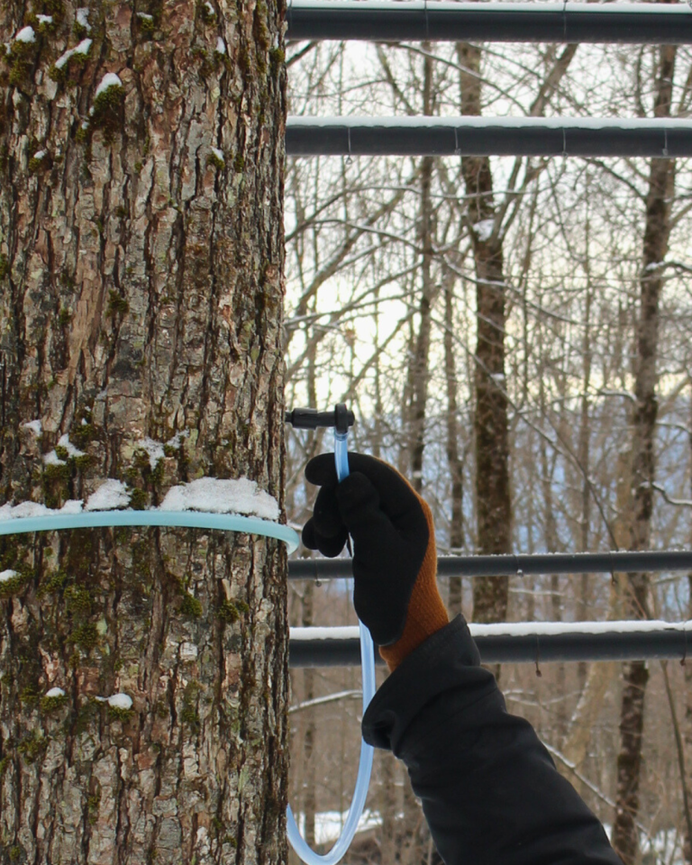 6 Interesting Facts About Tapping Maple Trees - Butternut Mountain Farm